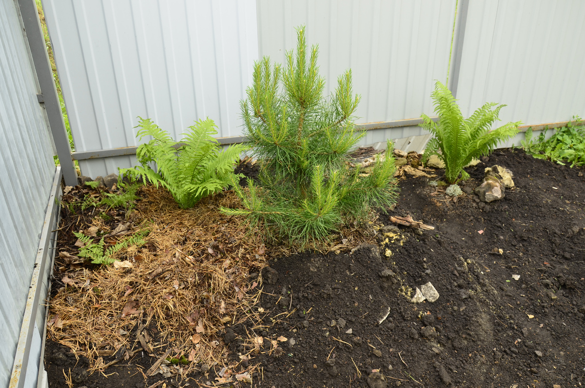 Сеянец сосны