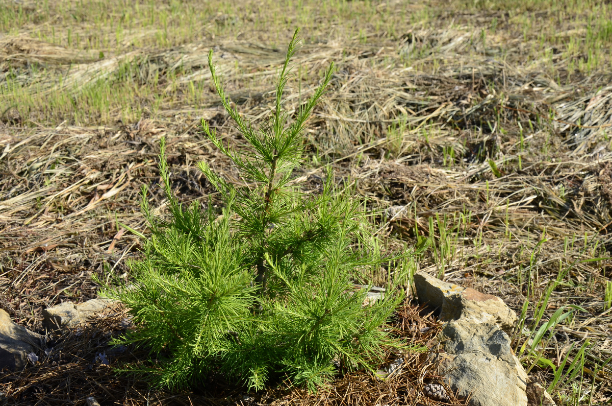 Сеянец лиственницы