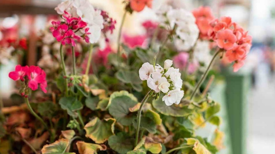 Выращиваю комнатную герань по принципу кнута. 8 проверенных приемов