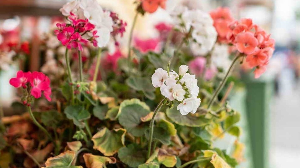 Типичная картина ноября