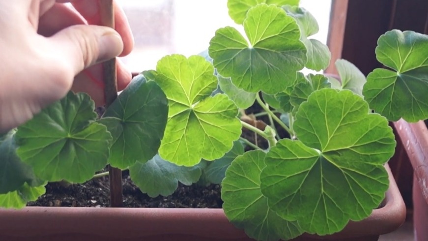 Признаки "ленивой" герани - только листва, никаких цветоносов