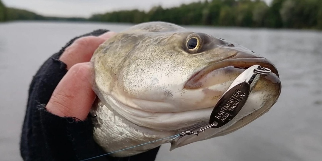 «Прорубает путь к рыбе»: почему блесны Acme спасают любую рыбалку