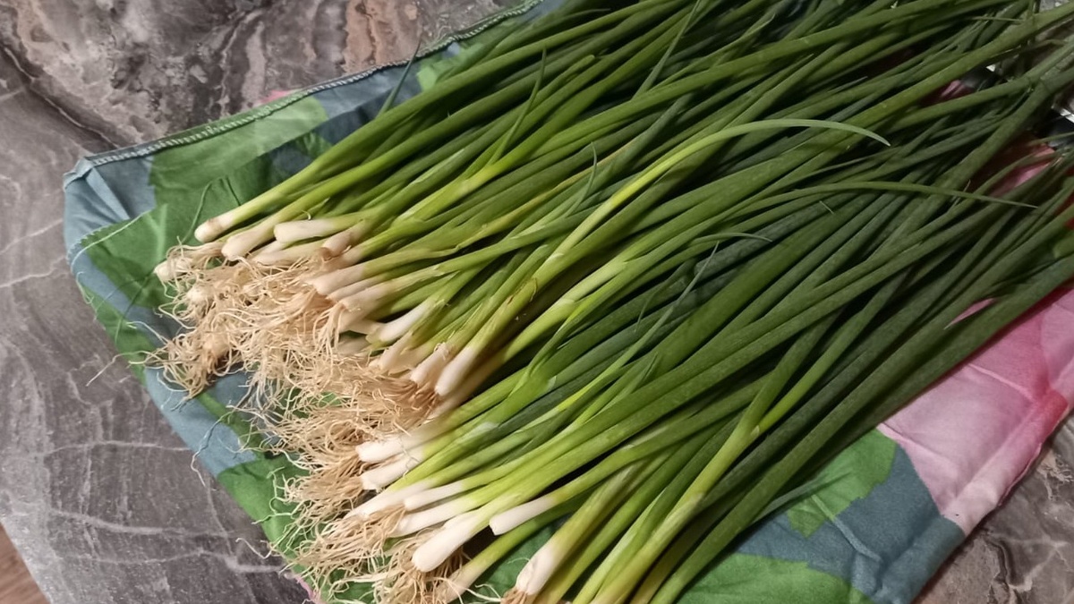 Октябрь - самое подходящее время для запуска домашнего производства зелени.