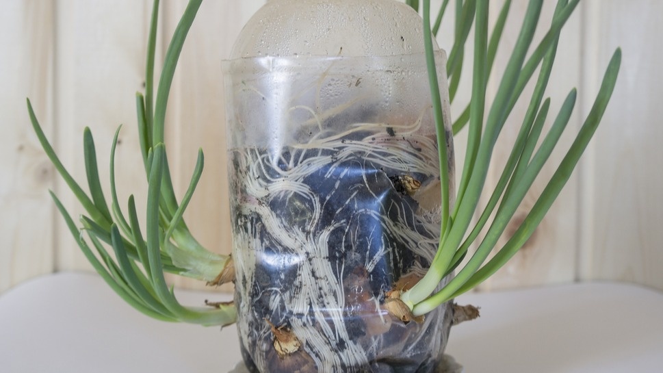 Водный метод - от посадки до готовой зелени за 10 дней