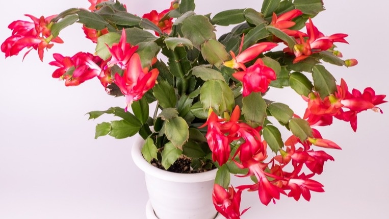 Результат правильного подхода - 25 бутонов вместо пустых веток