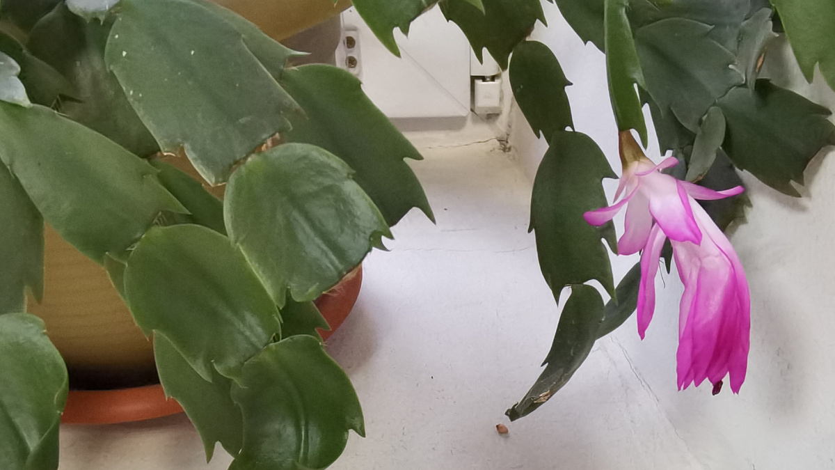 Легкая прохлада помогает растению подготовиться к цветению