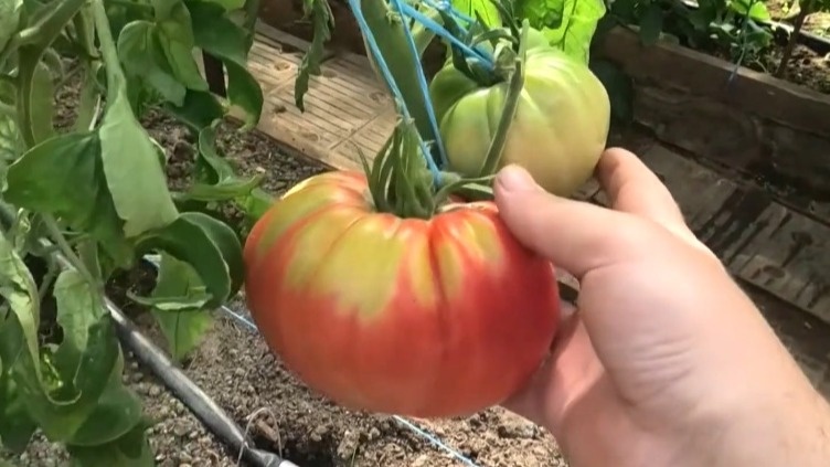 Забудете про мелкие томаты навсегда. 15 крупноплодных гигантов для каждого