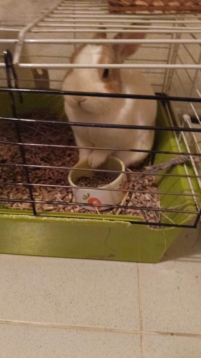 Вот такое фото прислали дети. Арестант! 