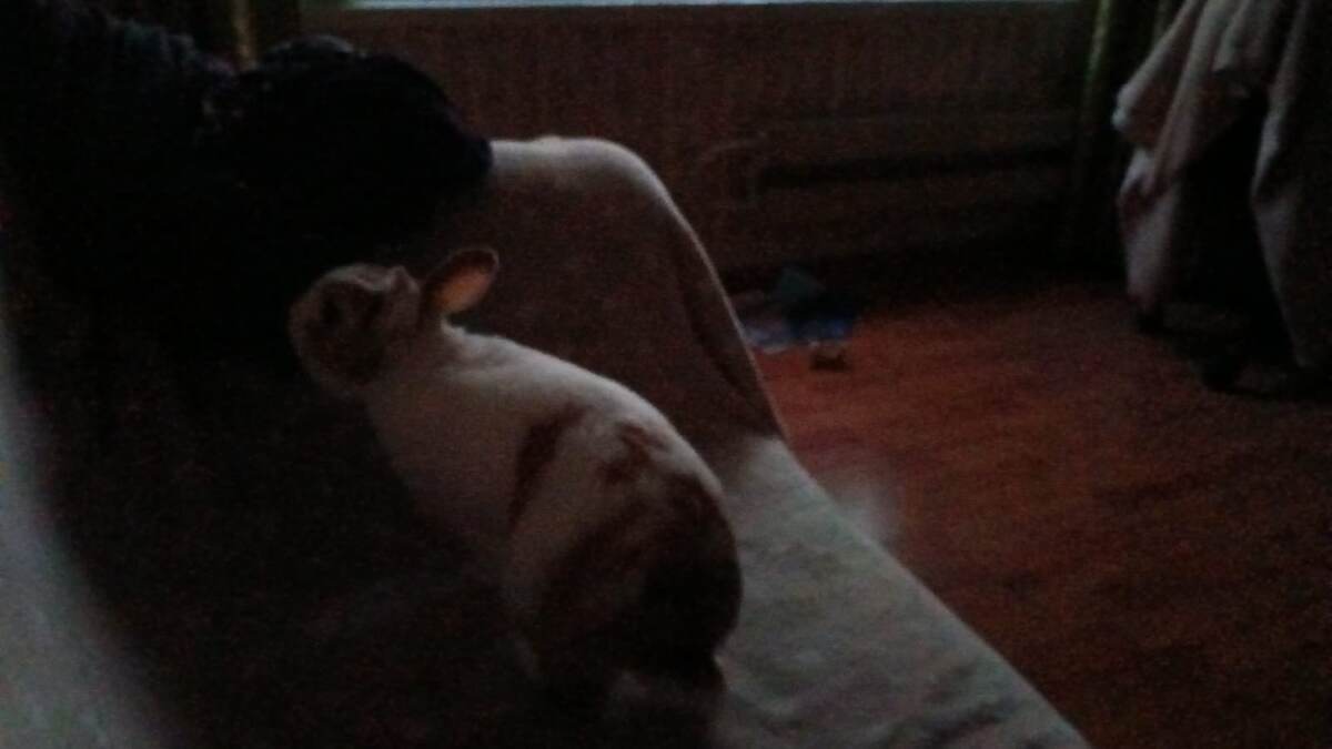 Запрыгнул сам