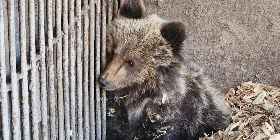 🐻На востоке Казахстана медвежонок пришел к людям, и что из этого вышло