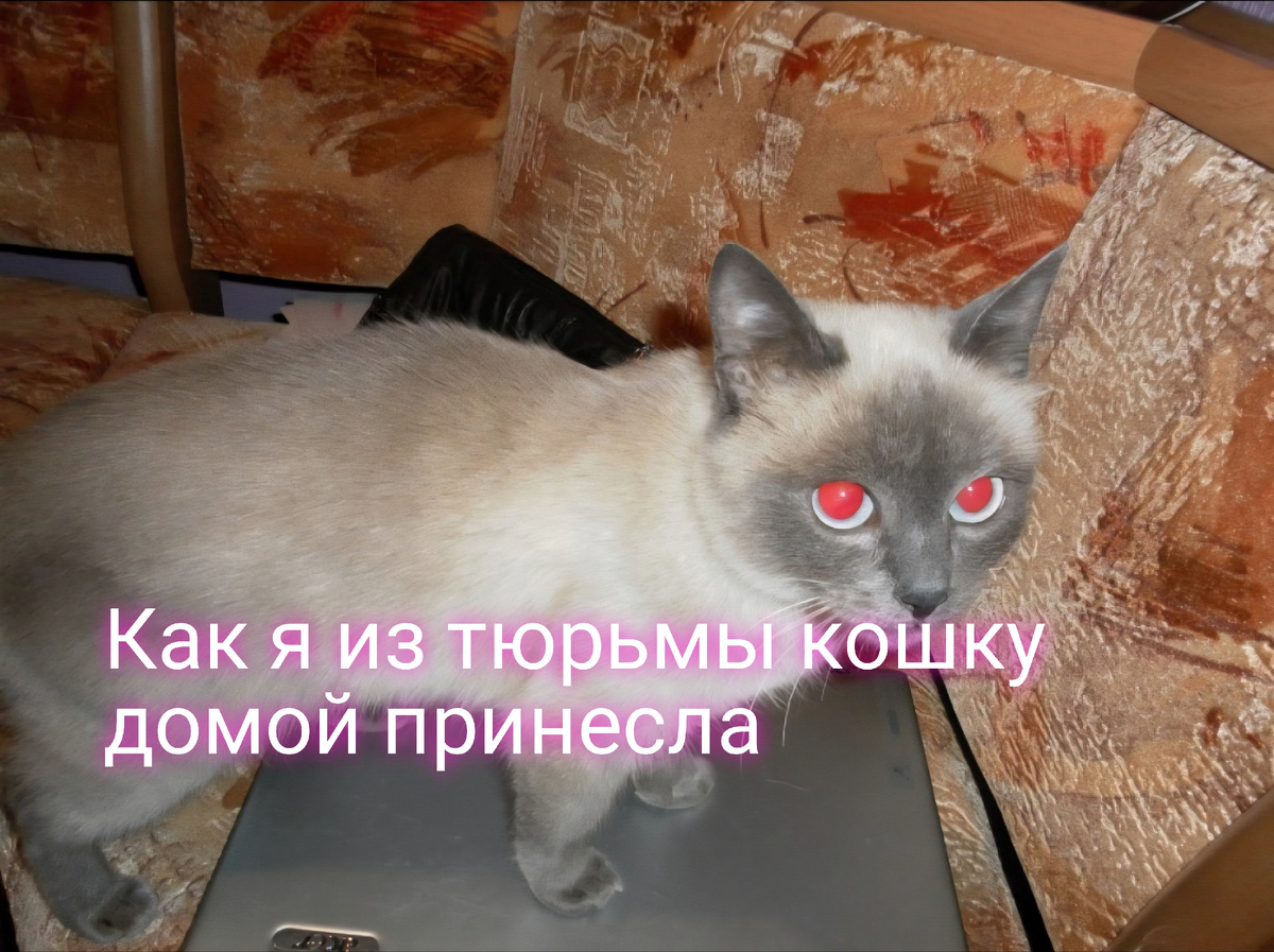 Моя кошка Лиза