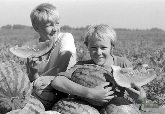 На арбузном поле