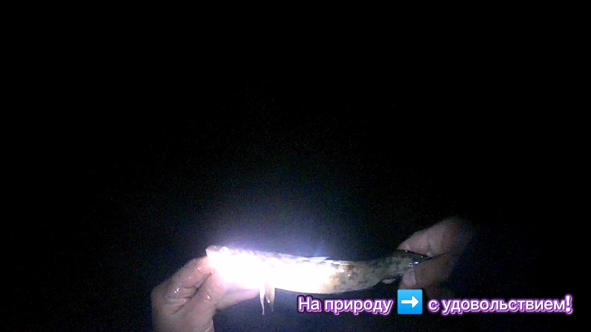 НАЛИМ. СЕЗОН 2025Г. - 2026Г. 