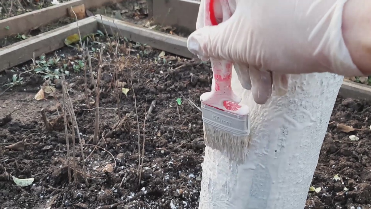 Не поздно белить стволы деревьев и в начале ноября. Только температура должна быть положительной.