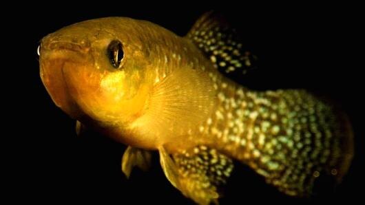 Fundulus heteroclitus. Генетическая изменчивость — залог выживания в отравленной отходами среде.