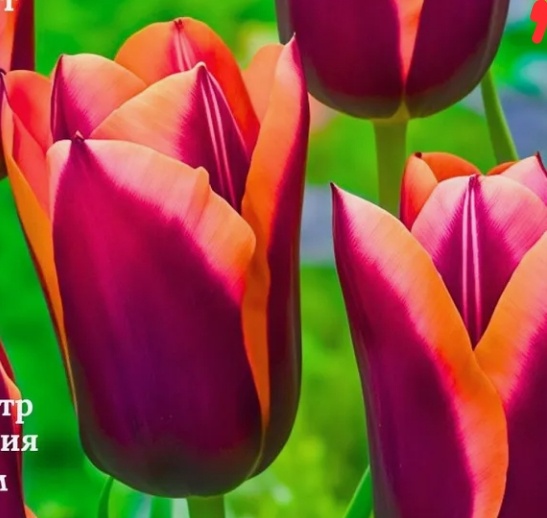 Сорт Слава.