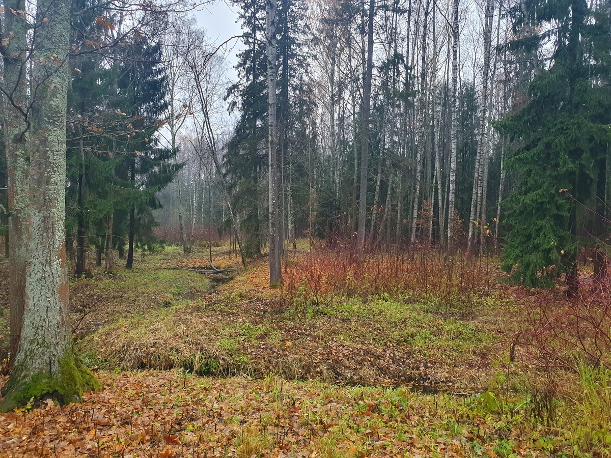 Осенний лес 25.10.25