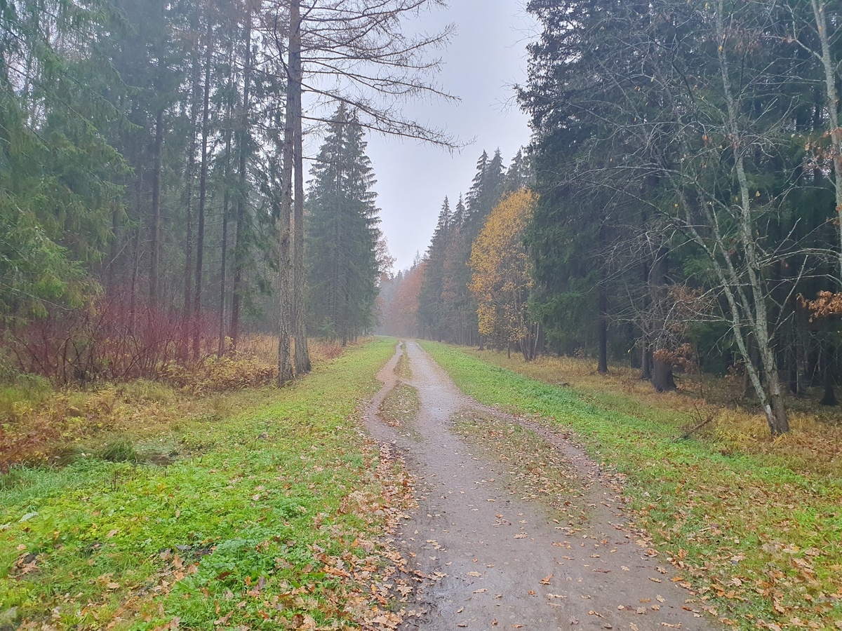 Осенний лес 25.10.25