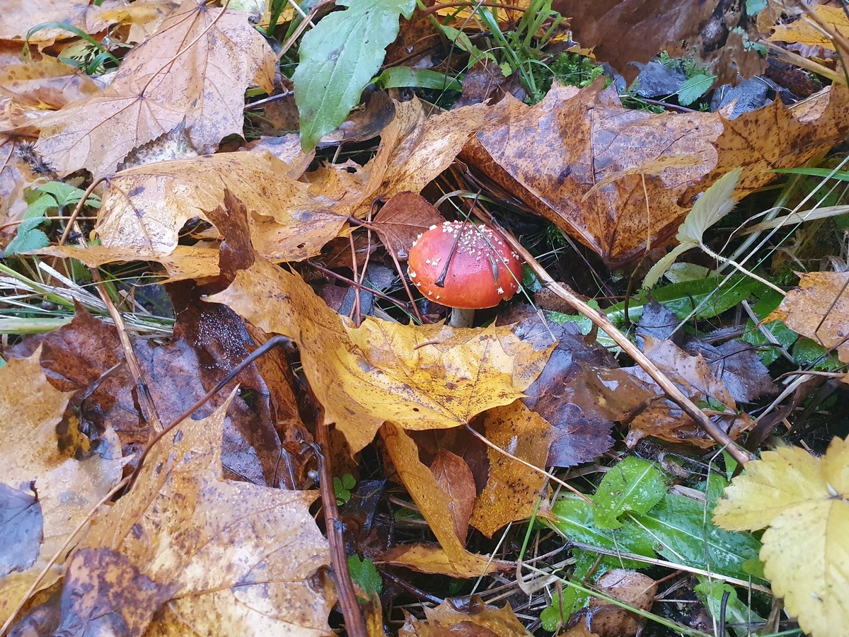 Мухомор красный (Amanita muscaria)