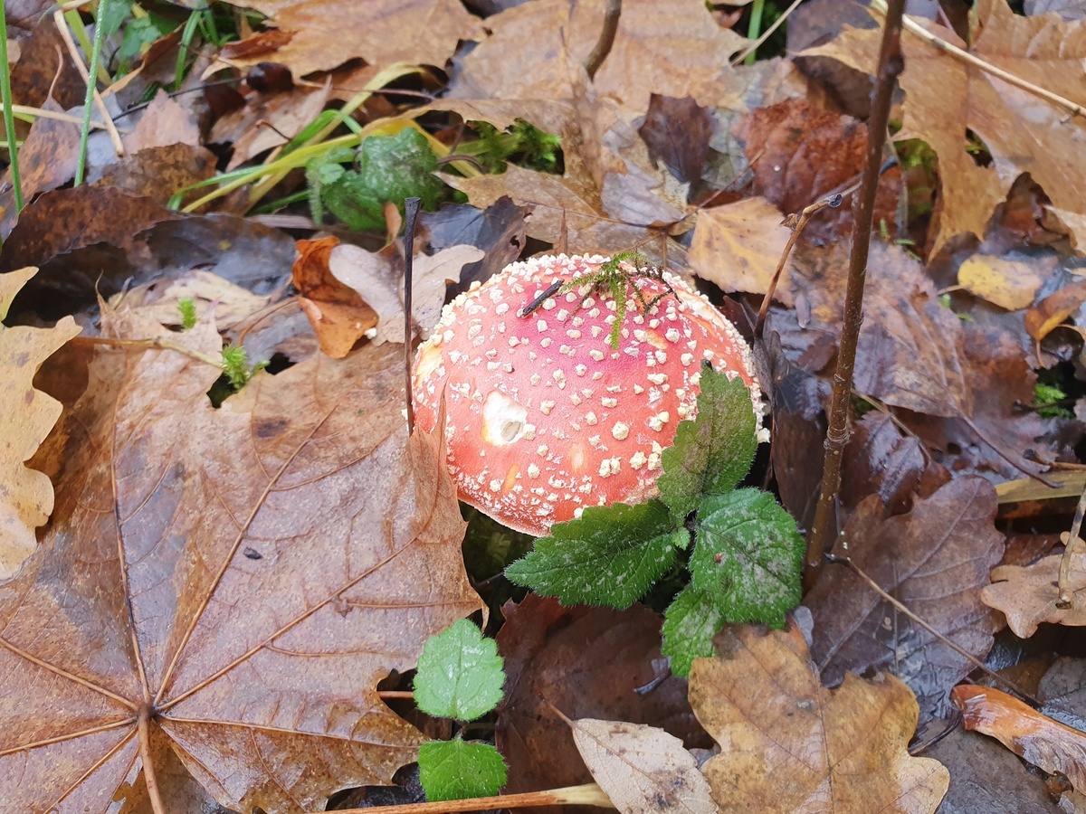Мухомор красный (Amanita muscaria)