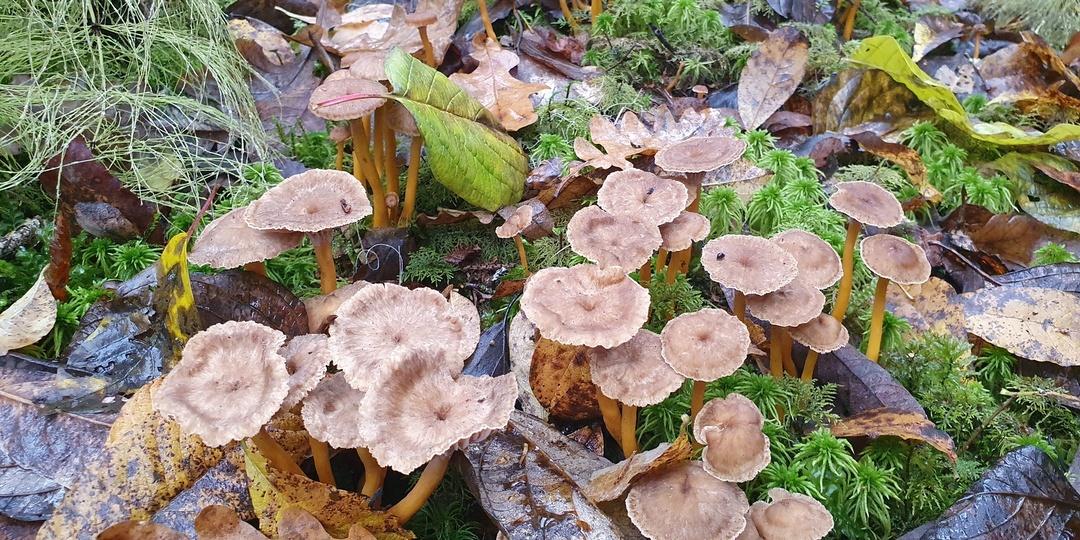 Грибы поздней осенью 25.10.2025