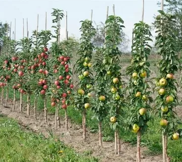 Колоновидные яблони: компактная мечта садовода с характером