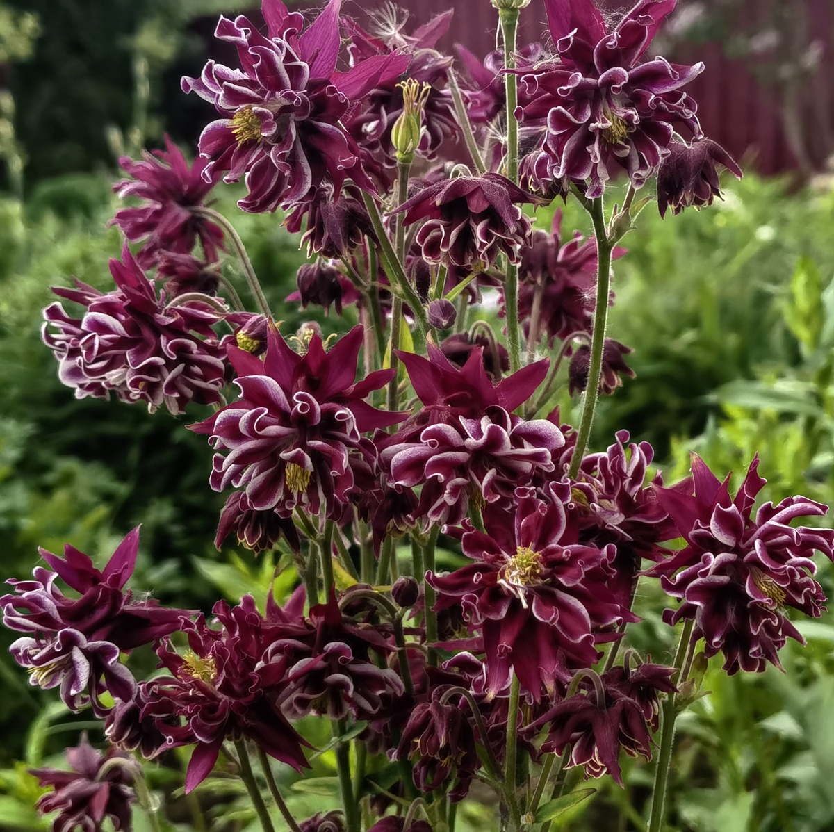 Фото аквилегии с моего сайта valesad.ru