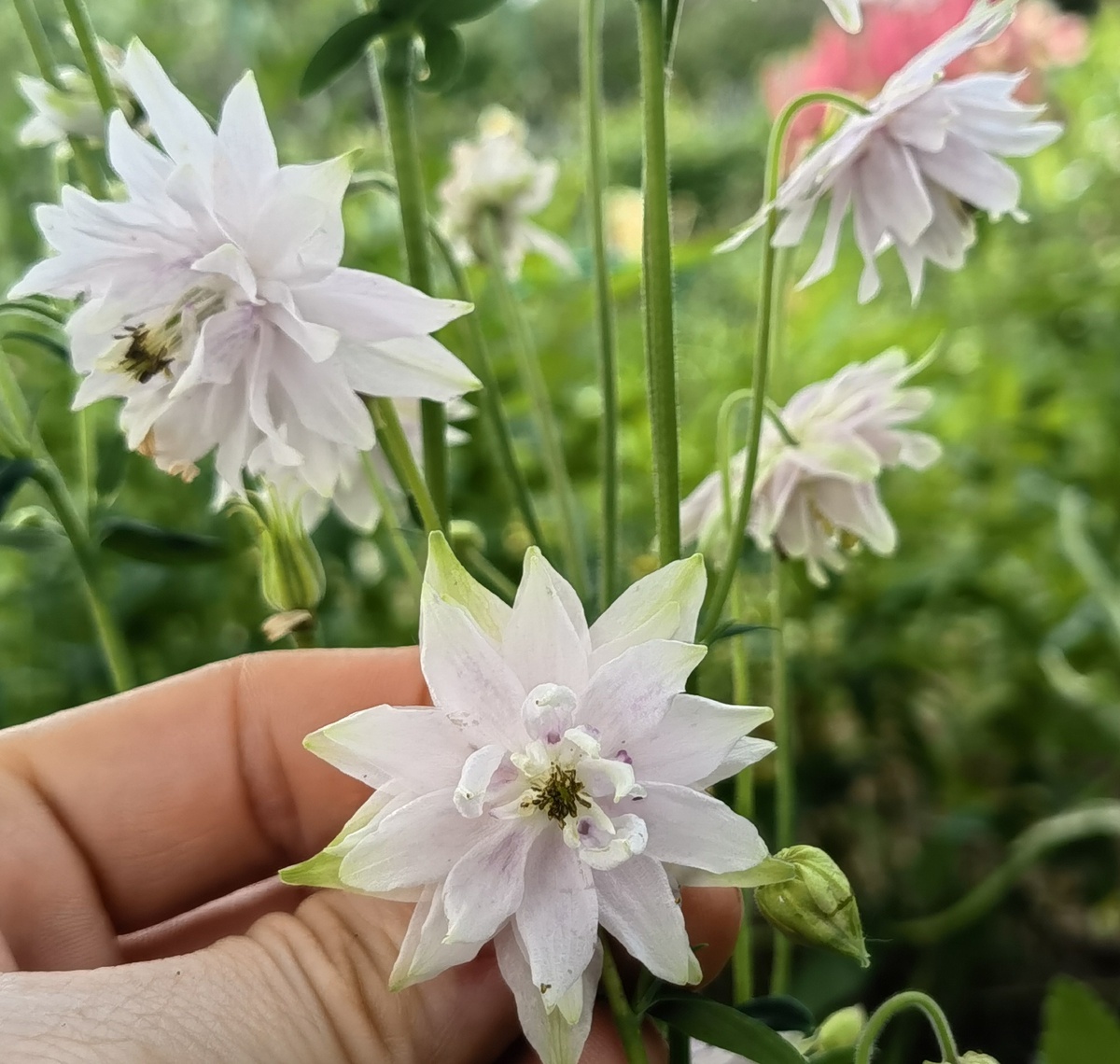 фото с моего сайта valesad.ru