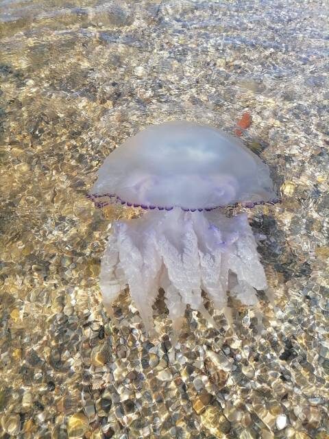 Красавица медуза