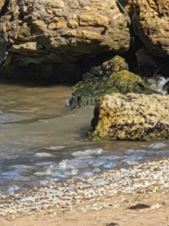 В этом году аномальное количество медуз на море