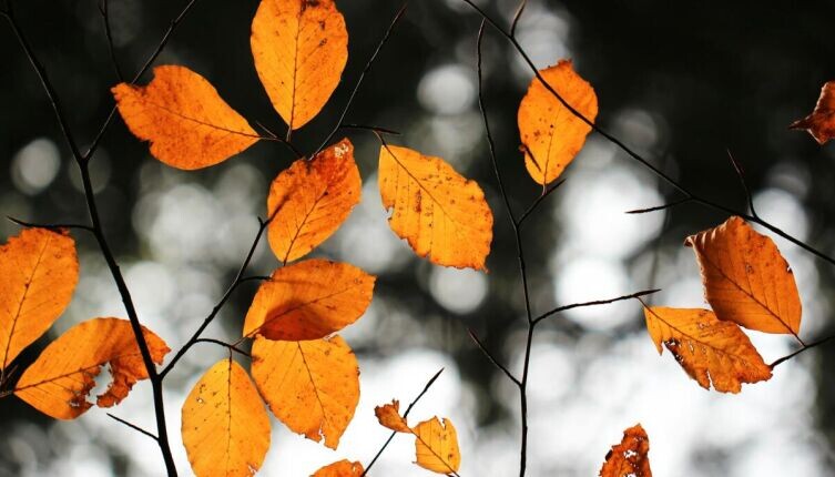    Почему в славянской мифологии Авсень стал «богом осени»? Фото: Jonah Pettrich on Unsplash