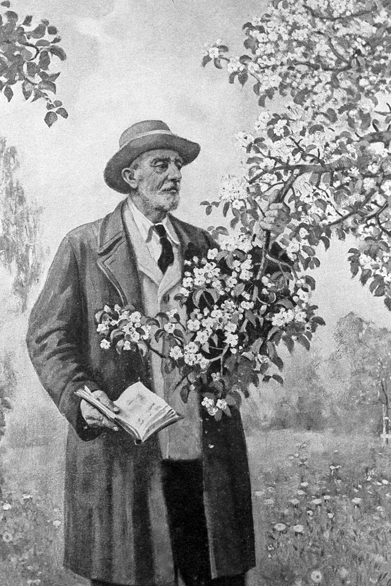    Мичурин скрестил дикую уссурийскую грушу с французским сортом «бере диль». Так появился новый сорт — «бере зимняя Мичурина». Фото: РИА Новости/ Ю. Гурьев