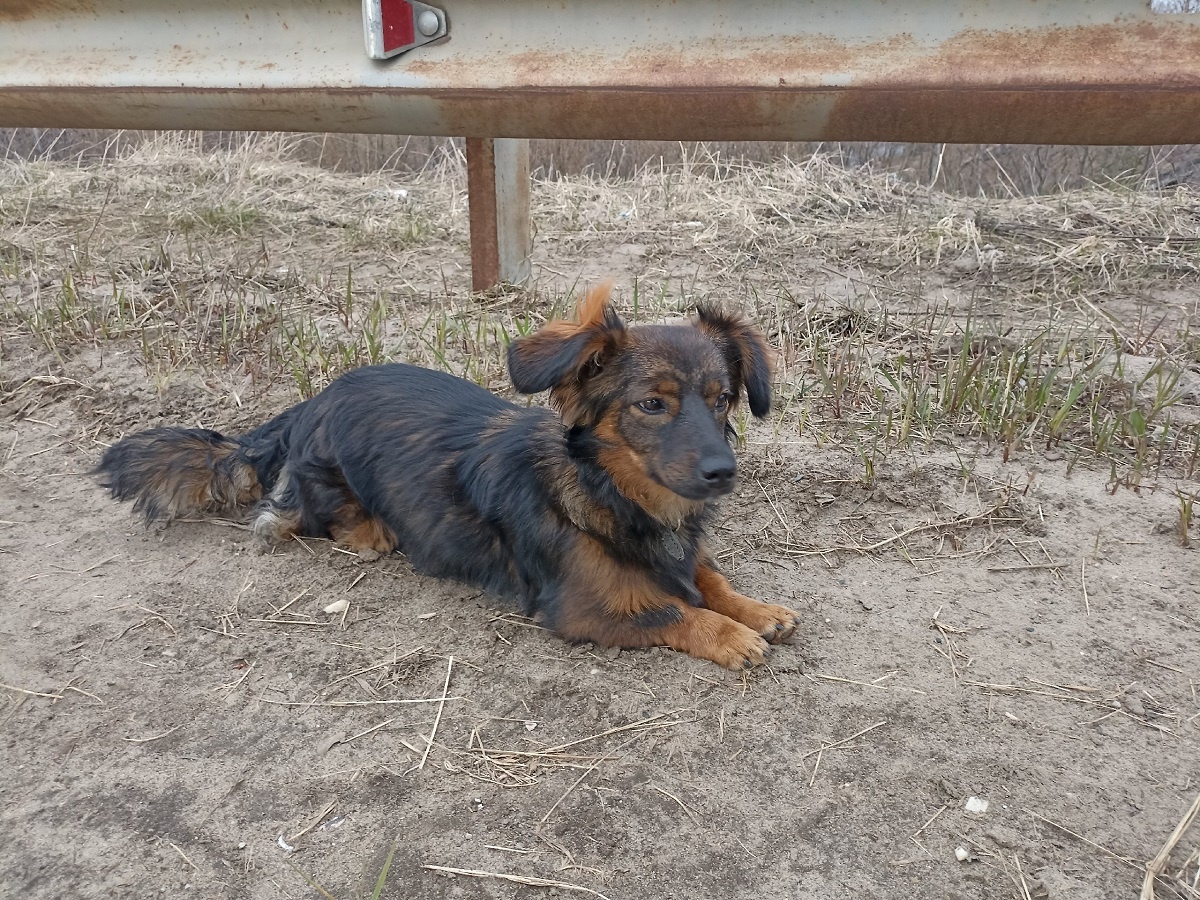    «Не подходи ко мне»: ситуации в которых человек ошибочно принимает поведение собаки за обиду