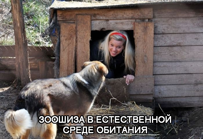 Почему у бродячих собак прав больше, чем у человека