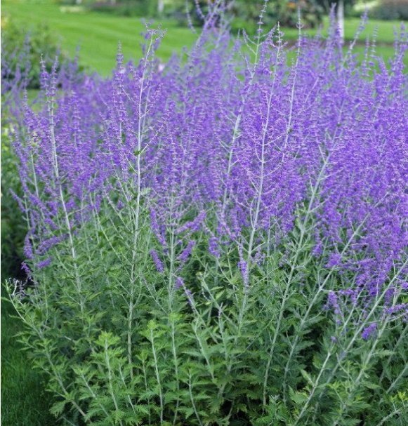 Фото: перовския Блу Спайр