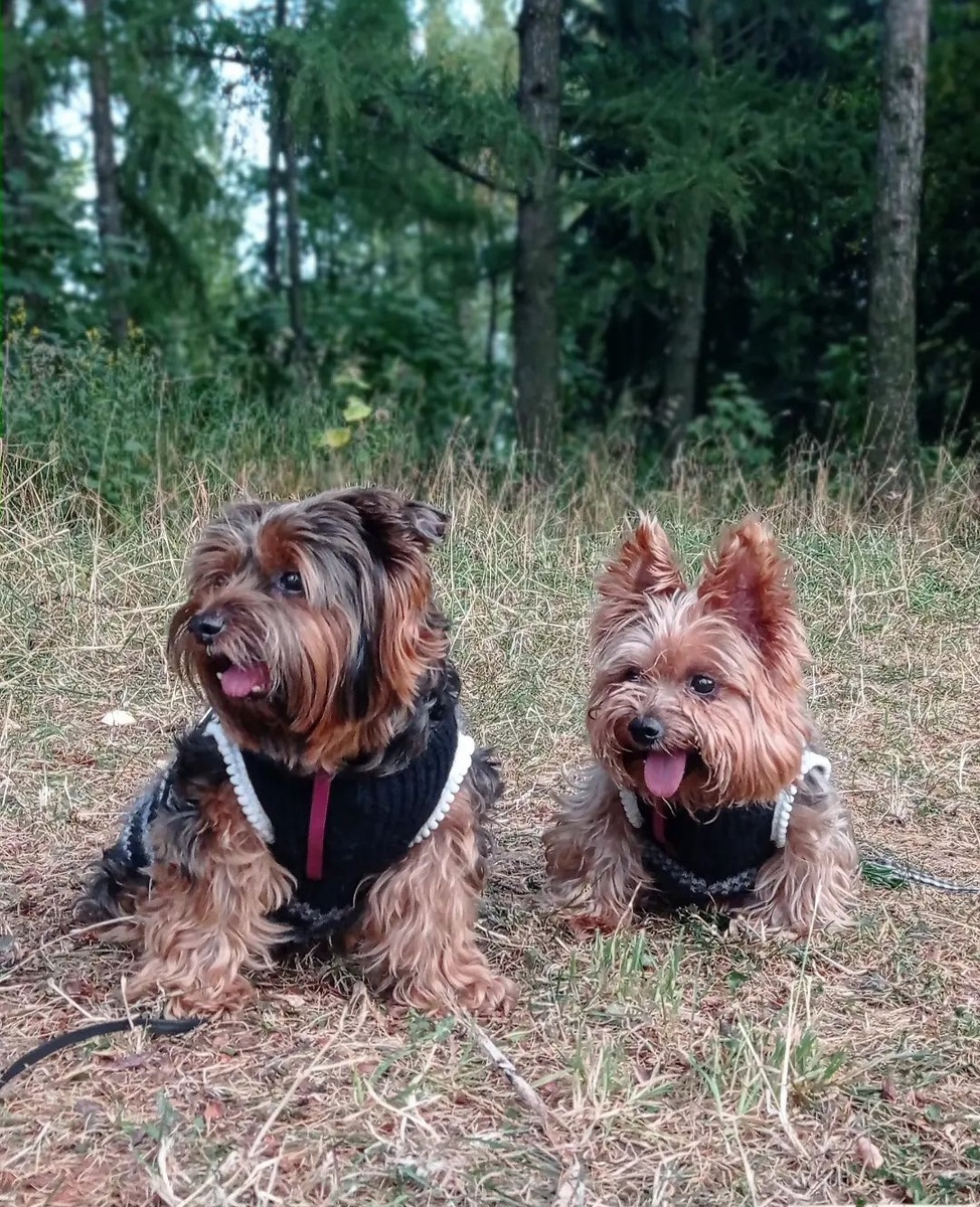 Тихие целители в мире громких эмоций. 