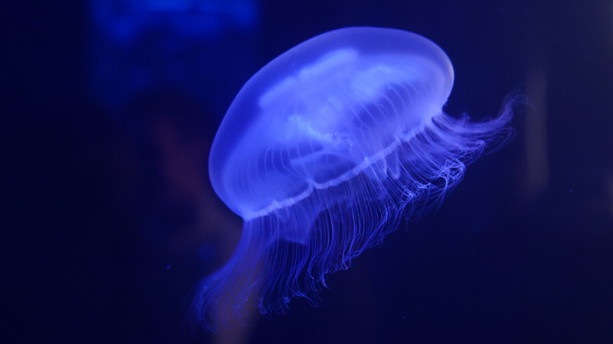    Фото: www.globallookpress.com/Belkin Alexey