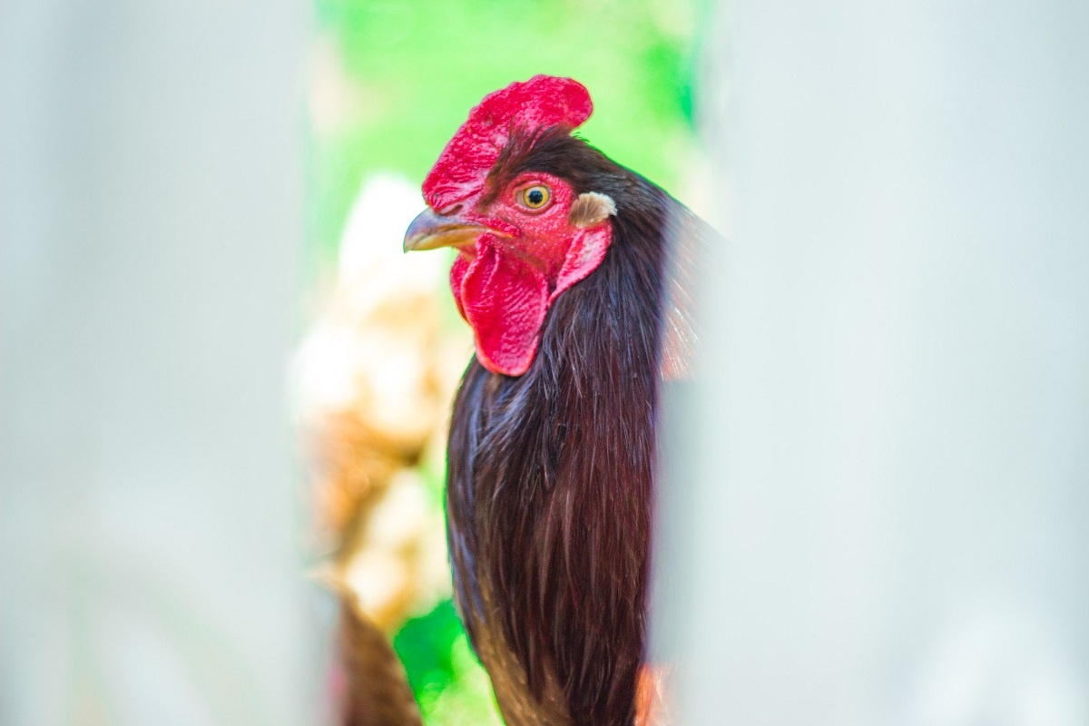    Чем кормить кур, чтобы не болели и хорошо неслись - старый дедовский способ, всегда работает