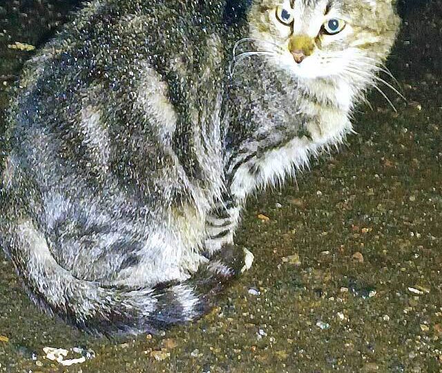 Маленькое сердце, брошенное на дачах, ищет дом