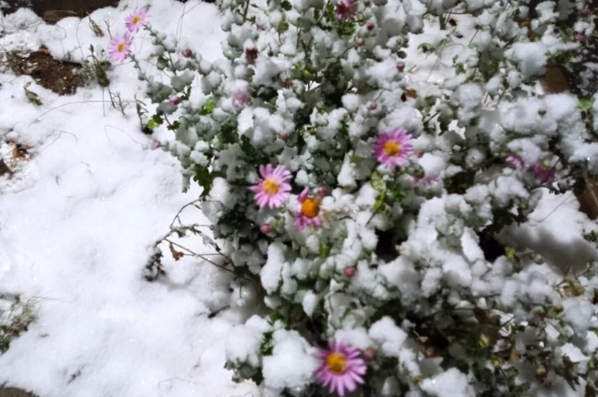    Похолодание и снег: какая погода будет в Хабаровском крае 27 октября