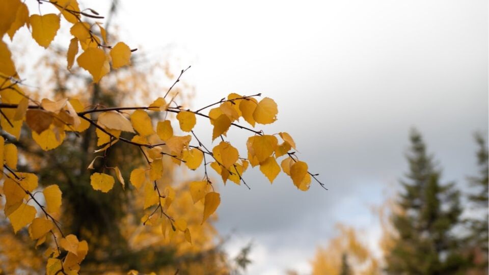    Погода. Октябрь. Осень. Источник: Анна Меньшикова, "Толк"