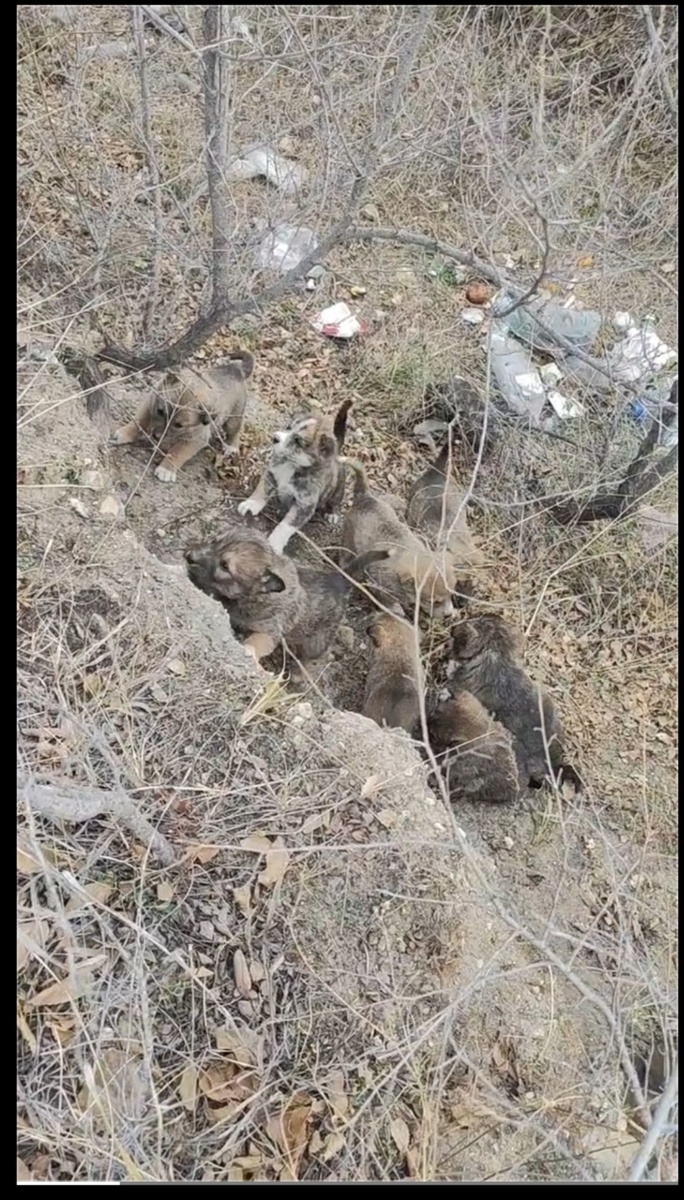12 щенят, найденные в канаве. 