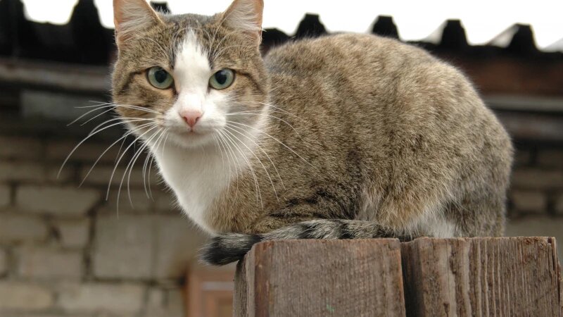     Кот. Дмитрий Кудрявцев.