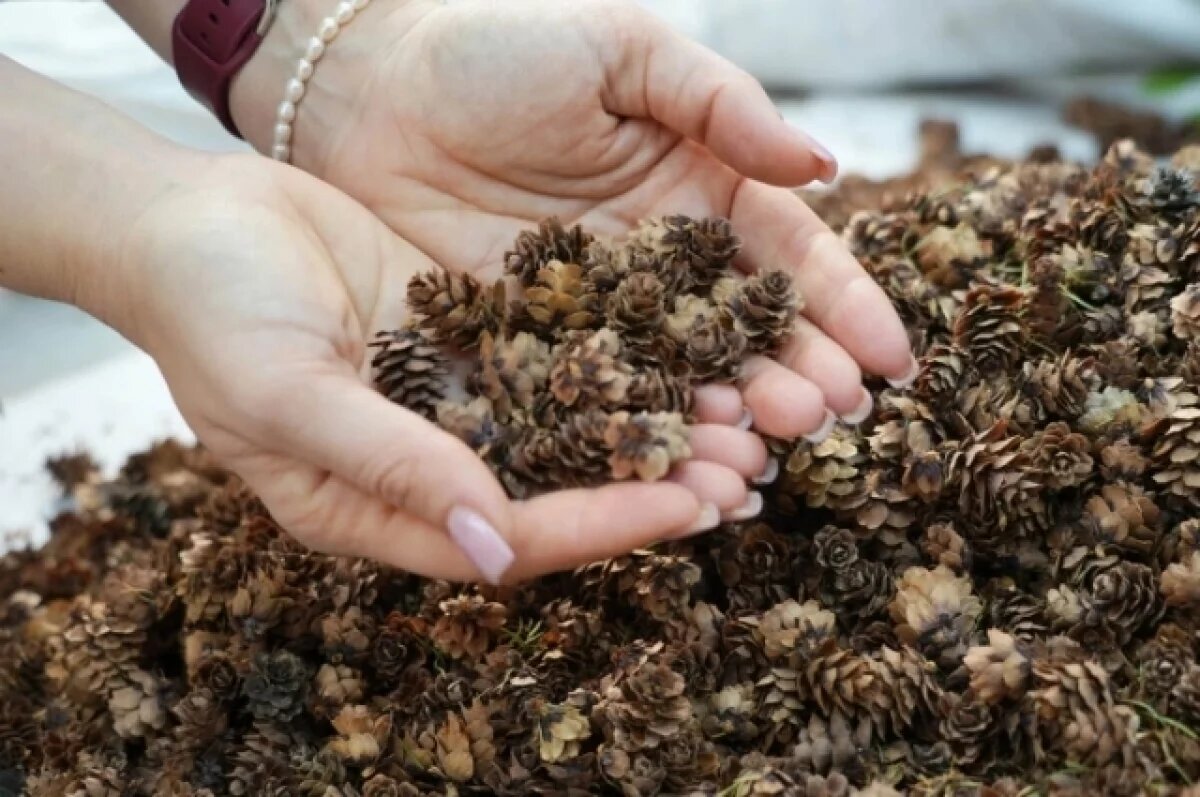    На Камчатке заготовили 30 кг семян лесных растений