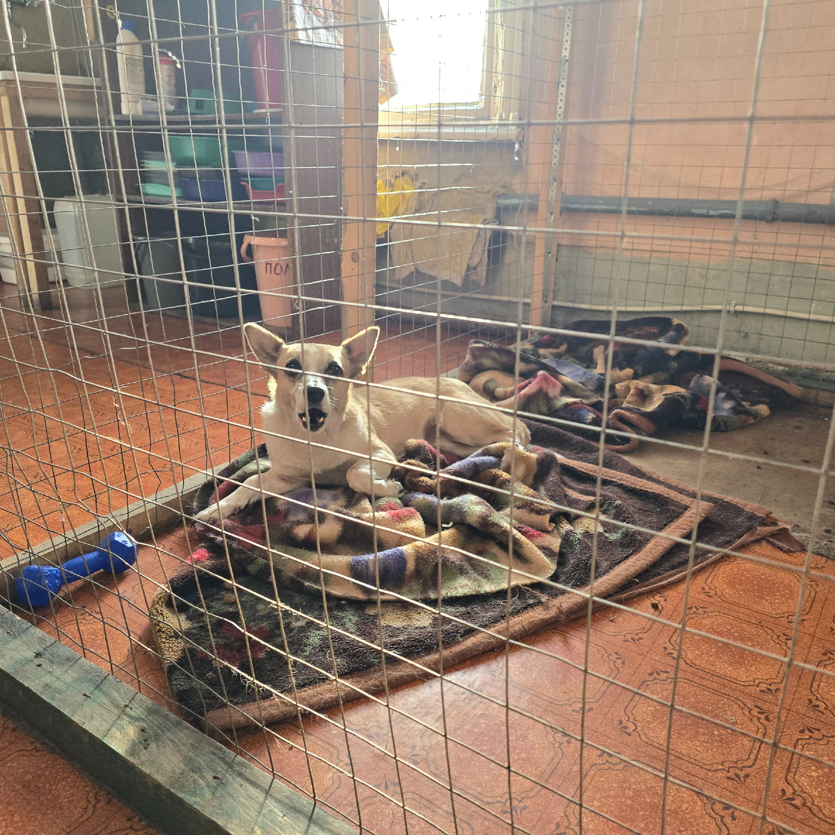 собачка мечтательно смотрит сквозь решетку наружу