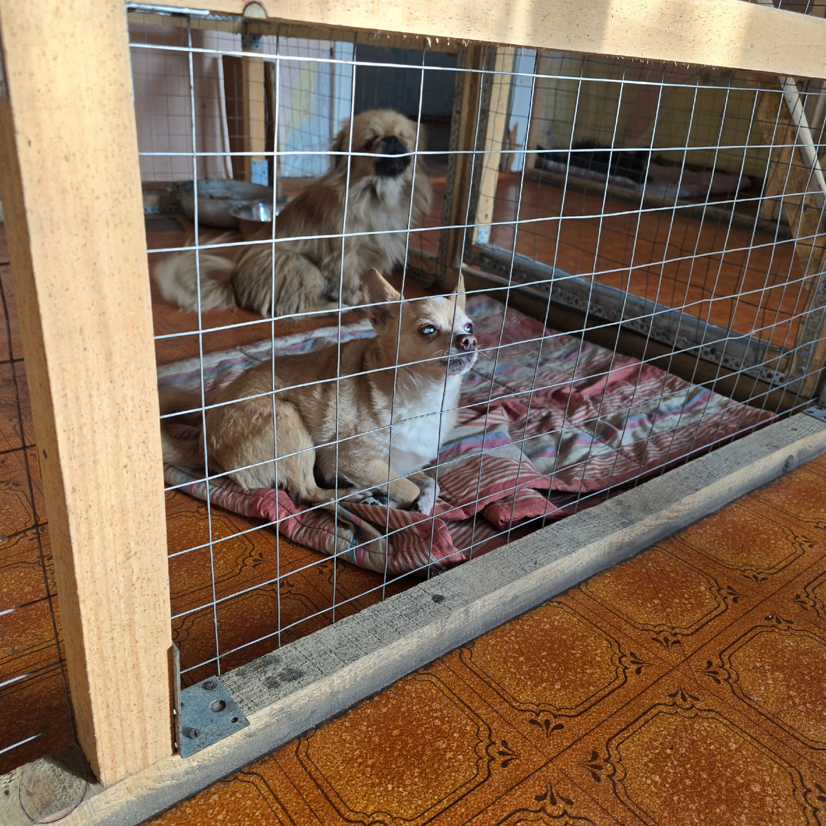 пушистые друзья уютно расположились на одеялах