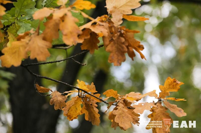    Фото: ЕАН / Желтые листья на дереве