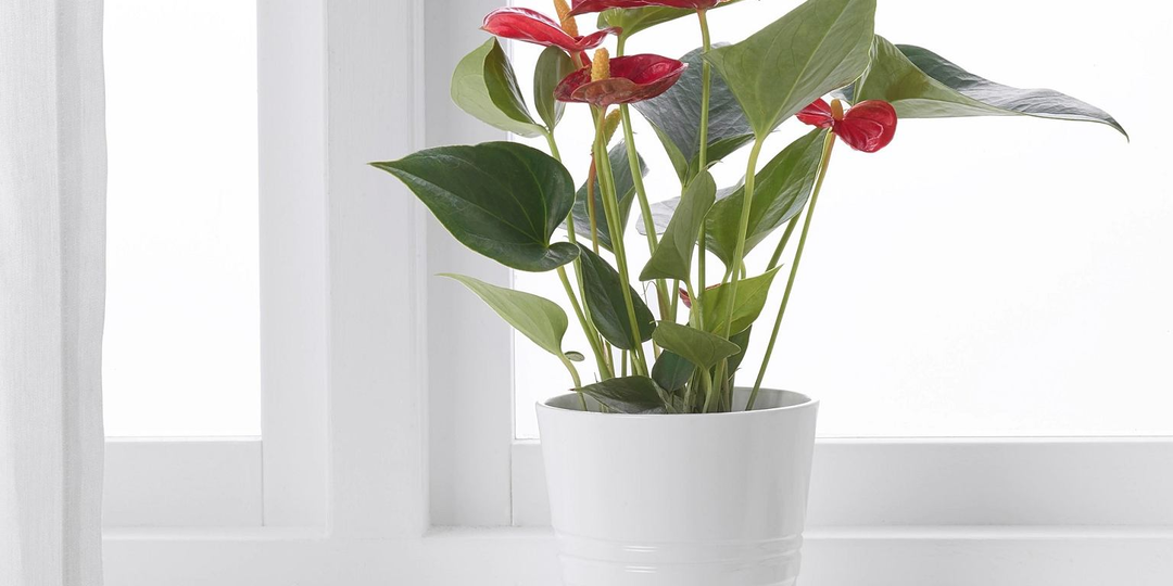 Антуриум не цветёт-7 главных причин