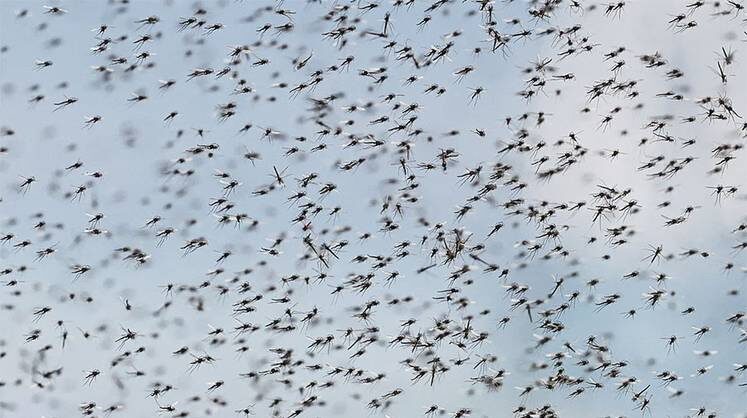    МИХАИЛ КУТУЗОВ/ТАСС Комары летят на север