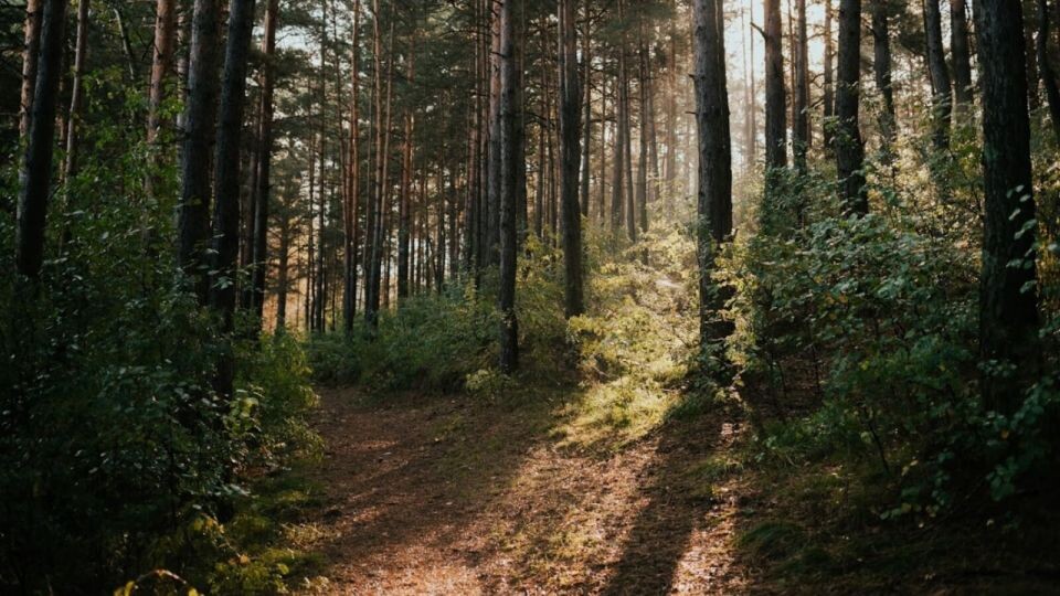    Лес. Источник: Анна Меньшикова/ТОЛК